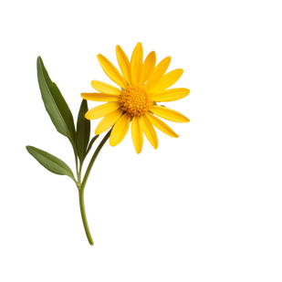 Arnica Oil