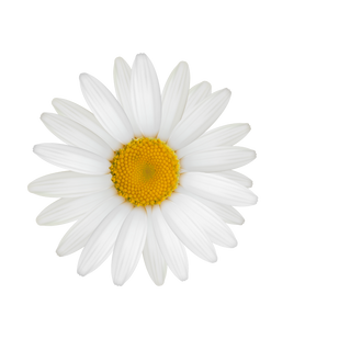 Chamomile Extract