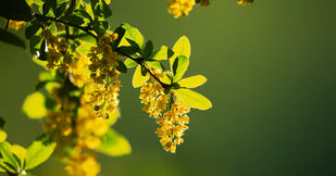 Berberine