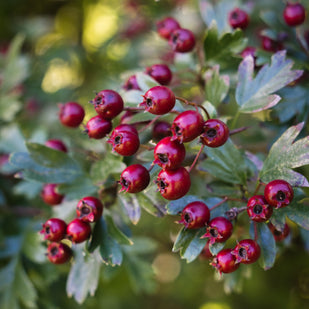 Hawthorn Berry